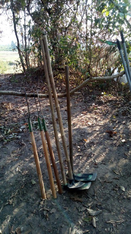 Shovels and pick-axes with long new wooden handles, standing against a tree