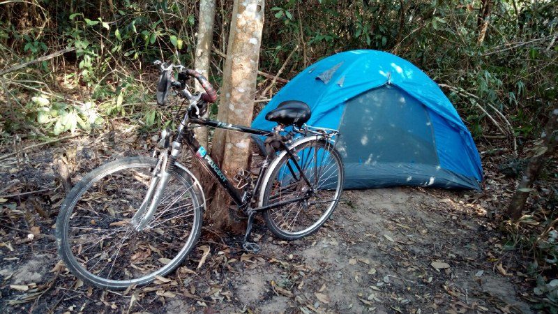 A blue dome tent pitched under thin trees, with a bicycle leaning against a tree beside it