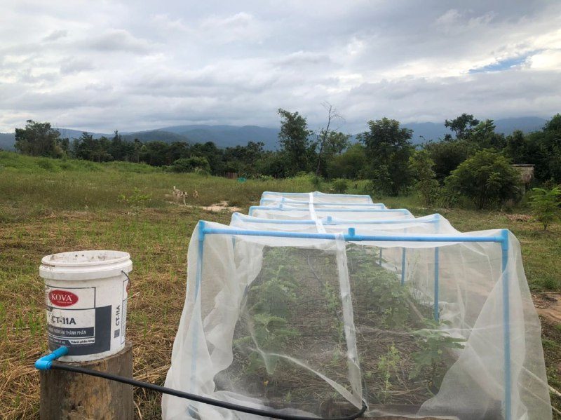 A long raised vegetable bed under white insect netting, with a bucket on a post feeding a drip line