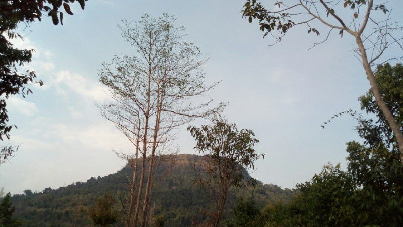 The flat-topped hill seen between tall thin trees