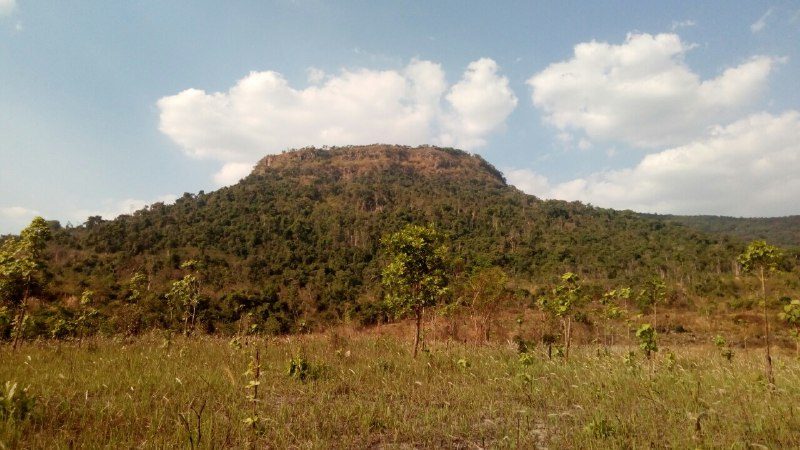 A flat-topped hill covered in forest, rising above dry grassland with scattered young trees