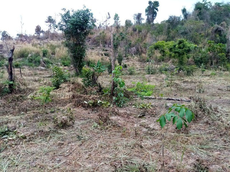 Young trees in a cleared area with cut grass on the ground