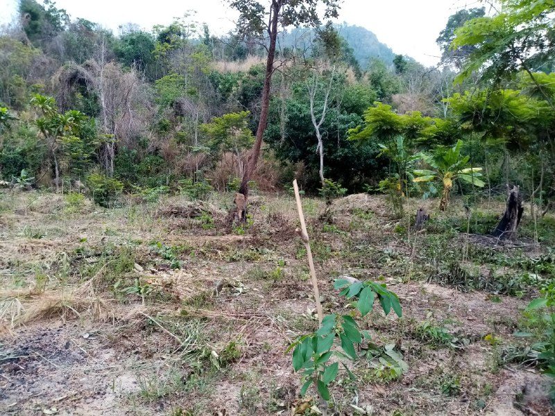 A young sapling with broad leaves in cleared ground, with taller trees behind