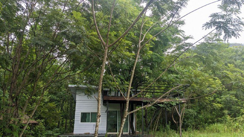 A small building almost hidden by young trees