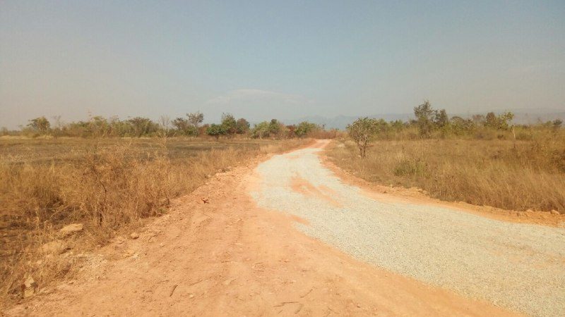 A dirt road with a gravel strip running through dry grass and low trees