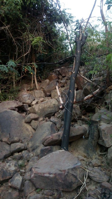 A dry, rocky stream bed between trees, with large boulders