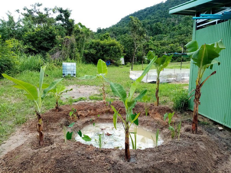A round pit with water in the bottom, with young banana plants around the edge